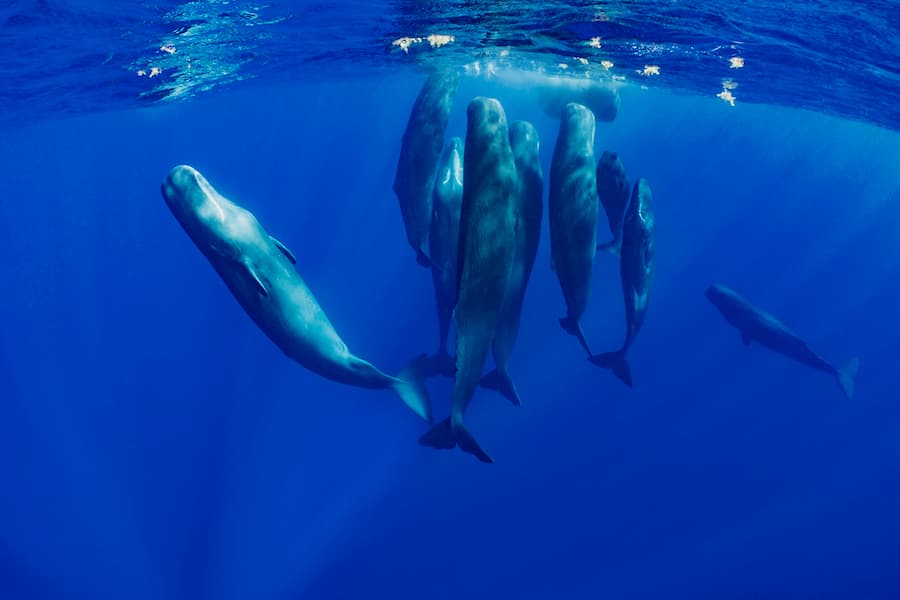 Sperm Whales