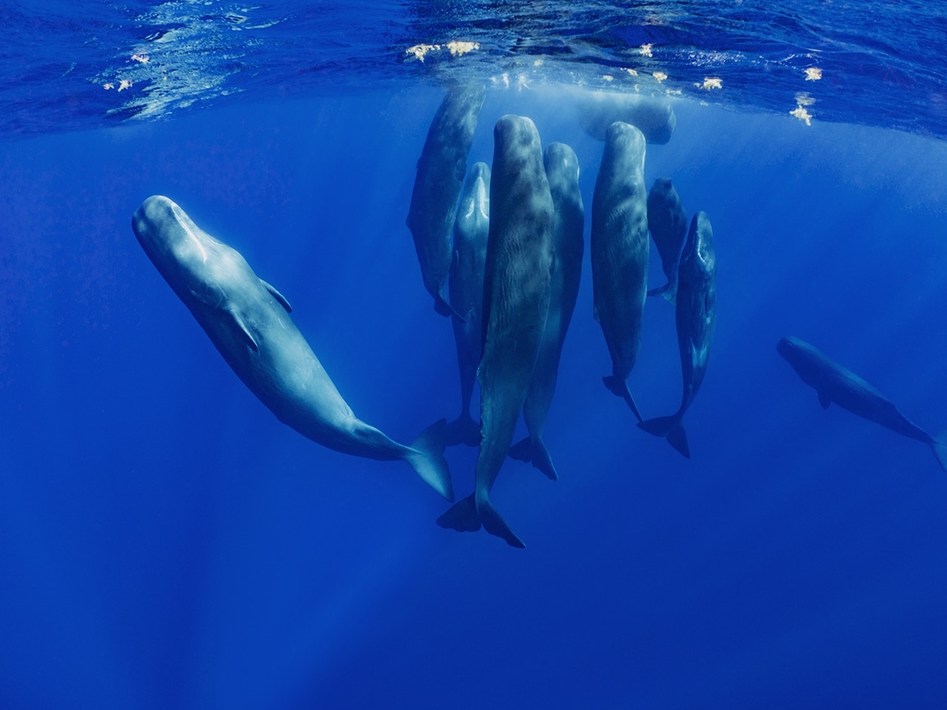 Dominica Sperm Whales