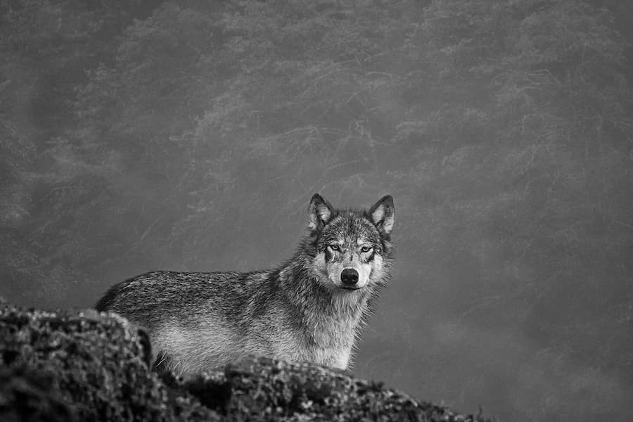 She Wolf