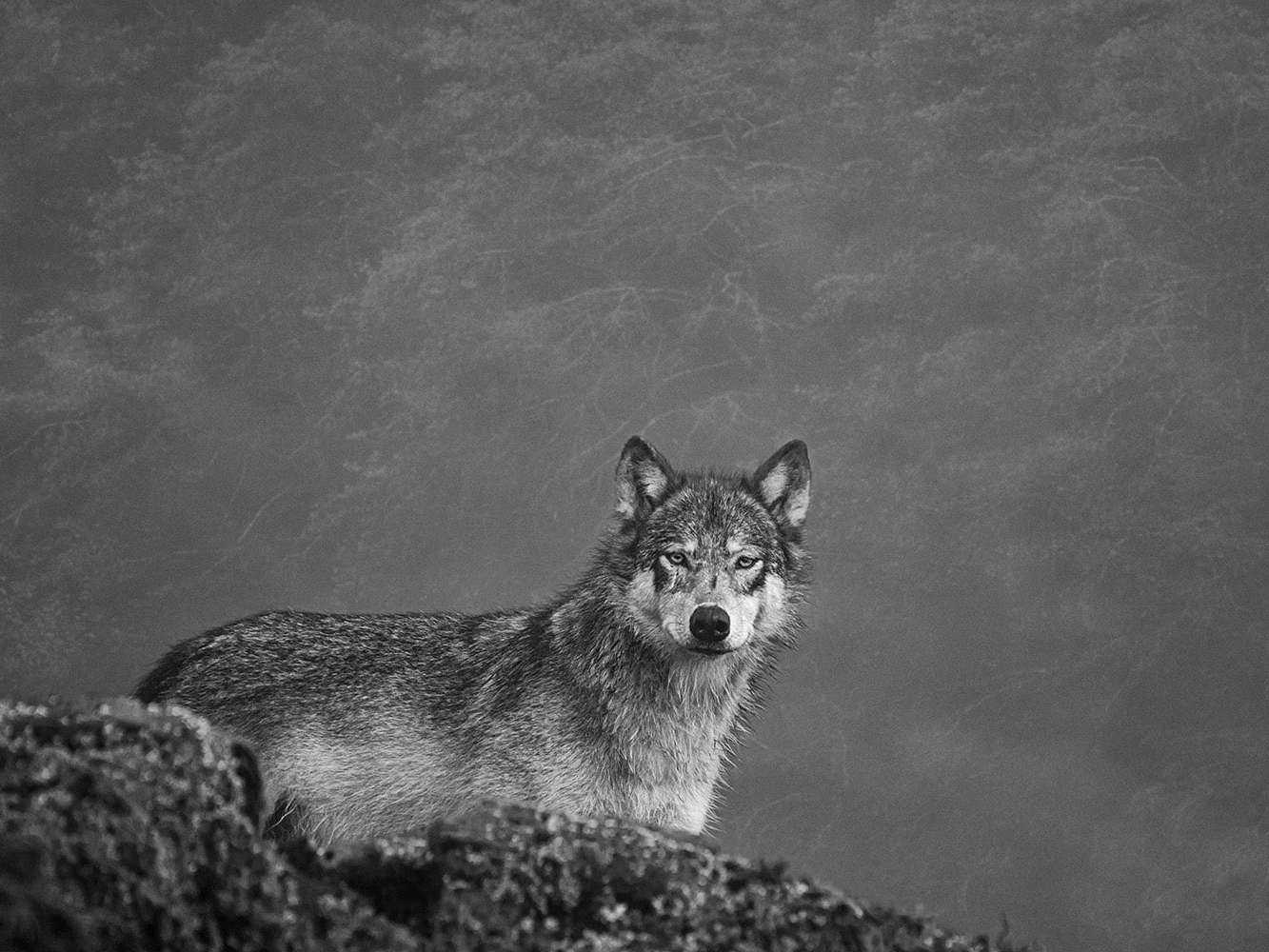 CGM-Rainwolves-10103_KBG