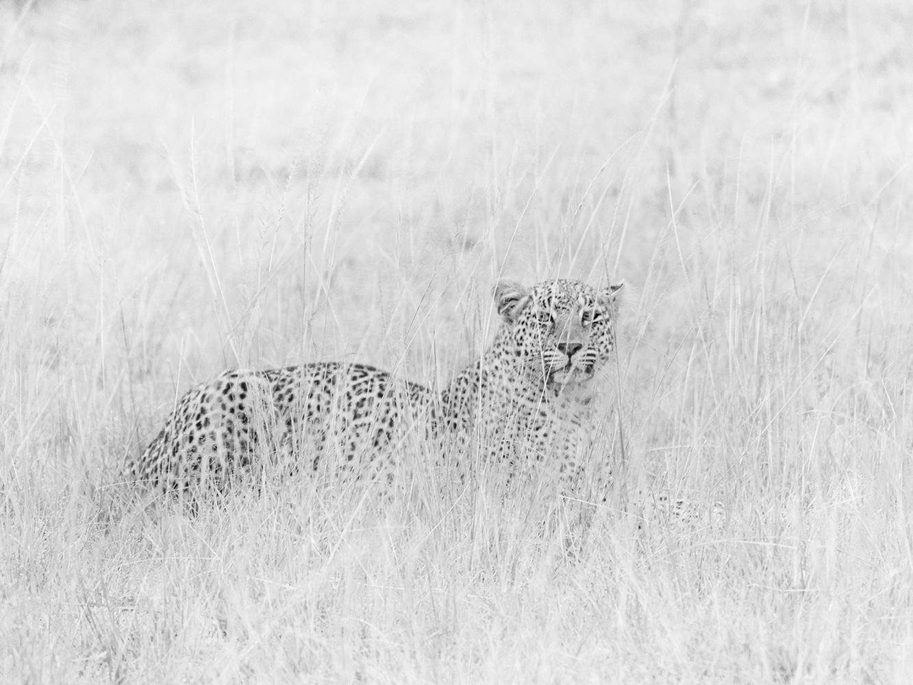 Masai Mara Game Reserve