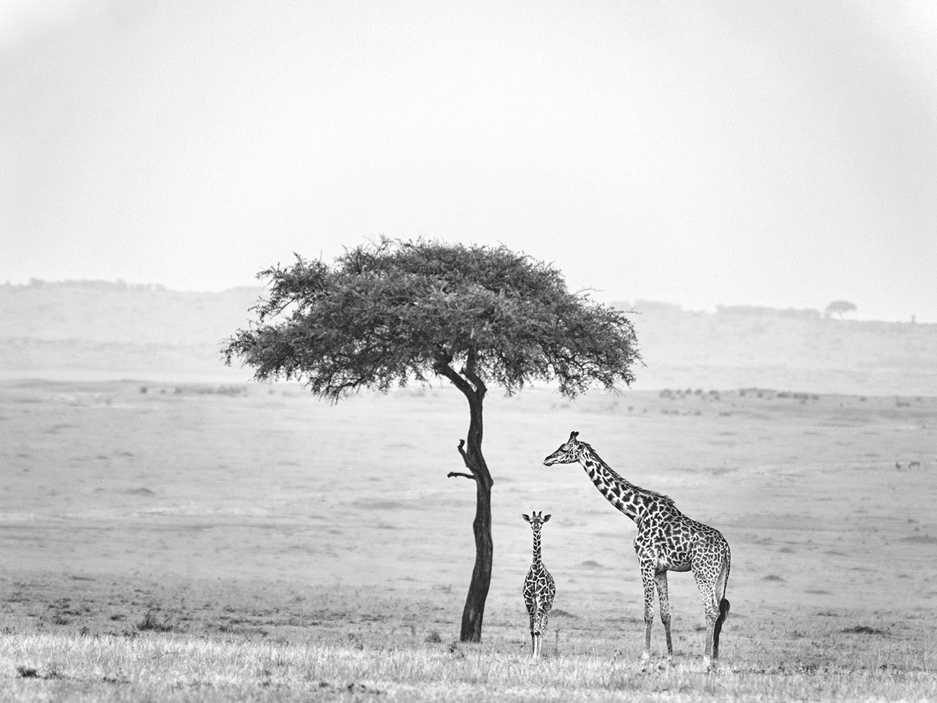 Kenya, Maasai Mara Natural Reserve