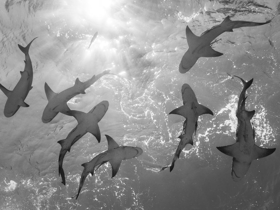 Cristina_Mittermeier_Below_Hilton_Asmus_Contemporary