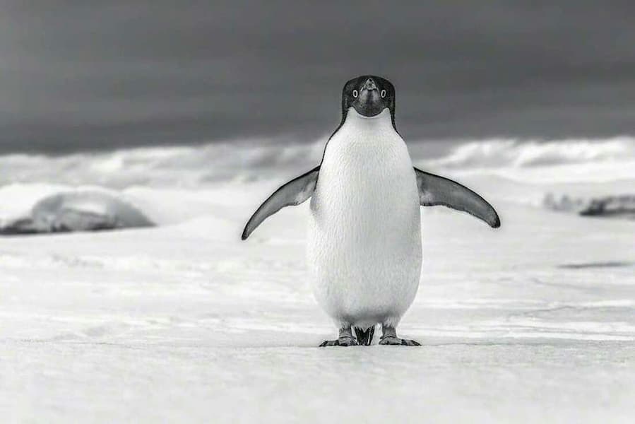 Curious Penguin