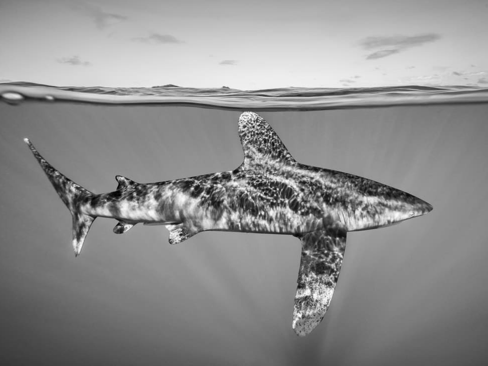 Cristina_Mittermeier_Dancing_in_the_Light_Hilton_Asmus_Contemporary