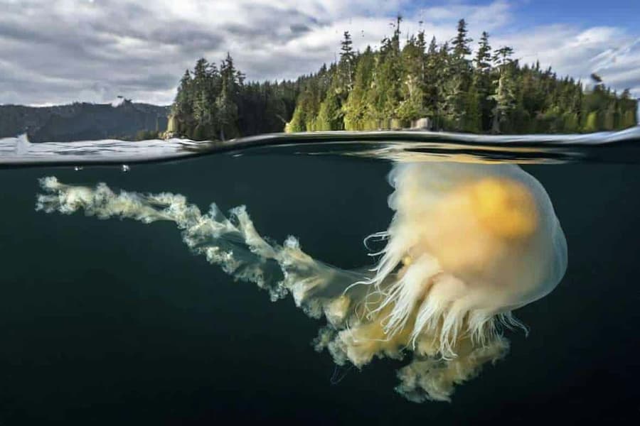 Egg Yolk Jellyfish