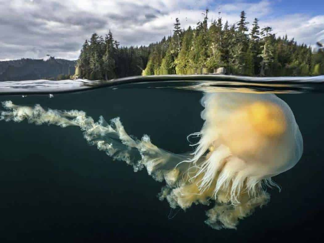 Cristina_Mittermeier_Egg_Yolk_Jellyfish_Hilton_Asmus_Contemporary