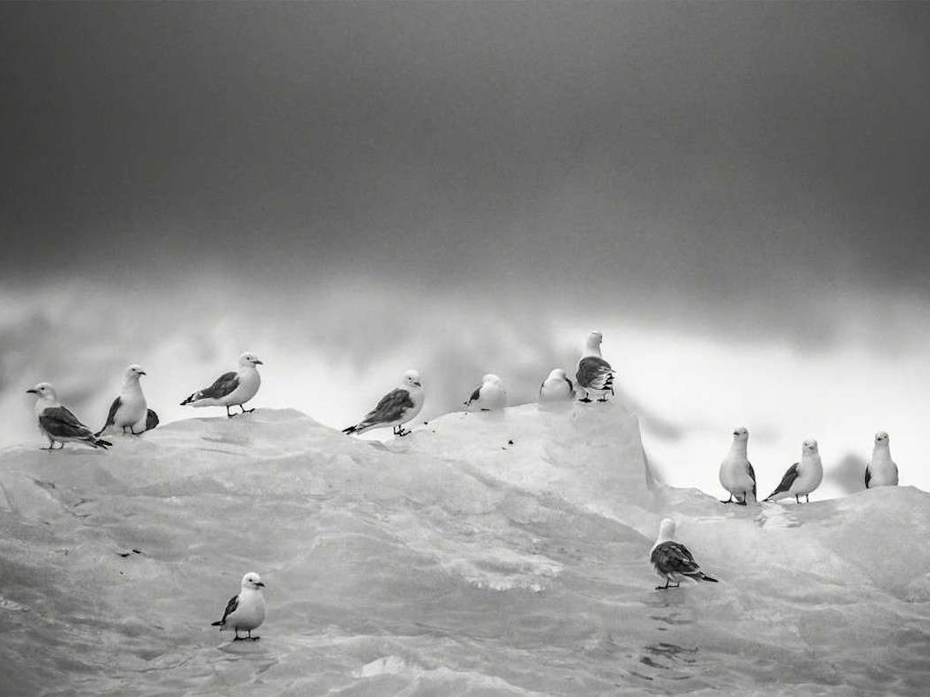 Cristina_Mittermeier_Feathered_Friends_Hilton_Asmus_Contemporary