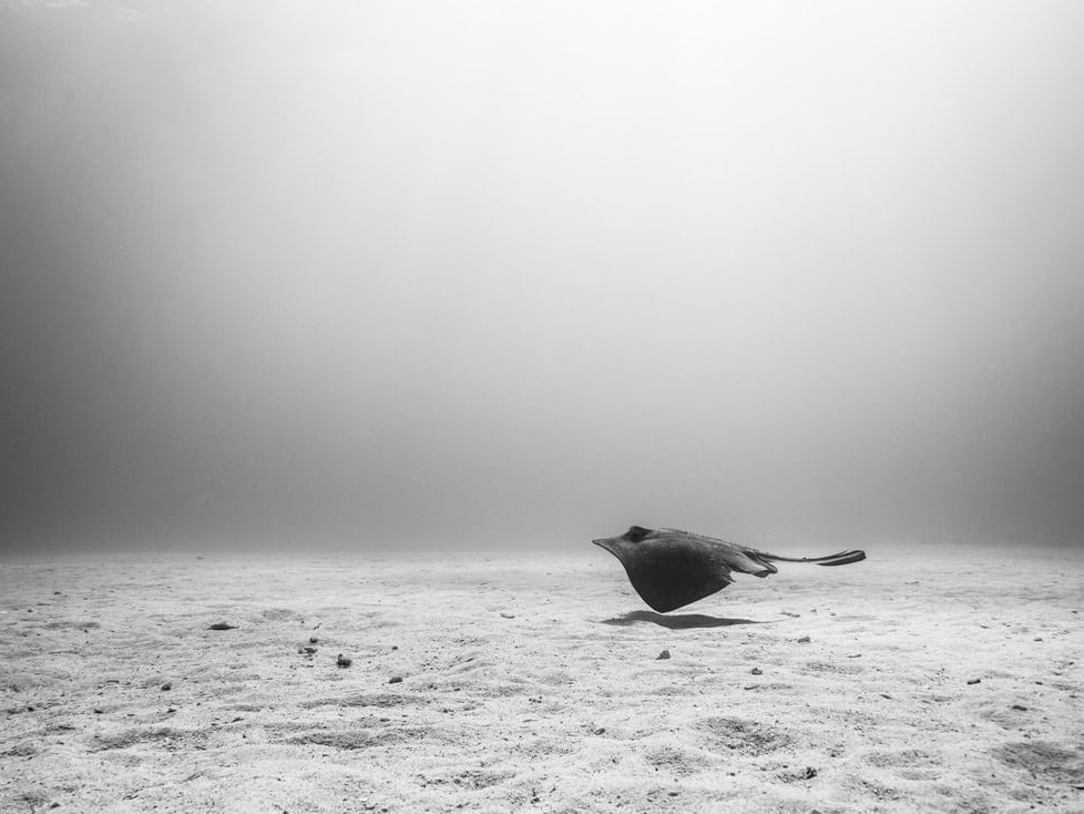 Cristina_Mittermeier_Glide_Hilton_Asmus_Contemporary