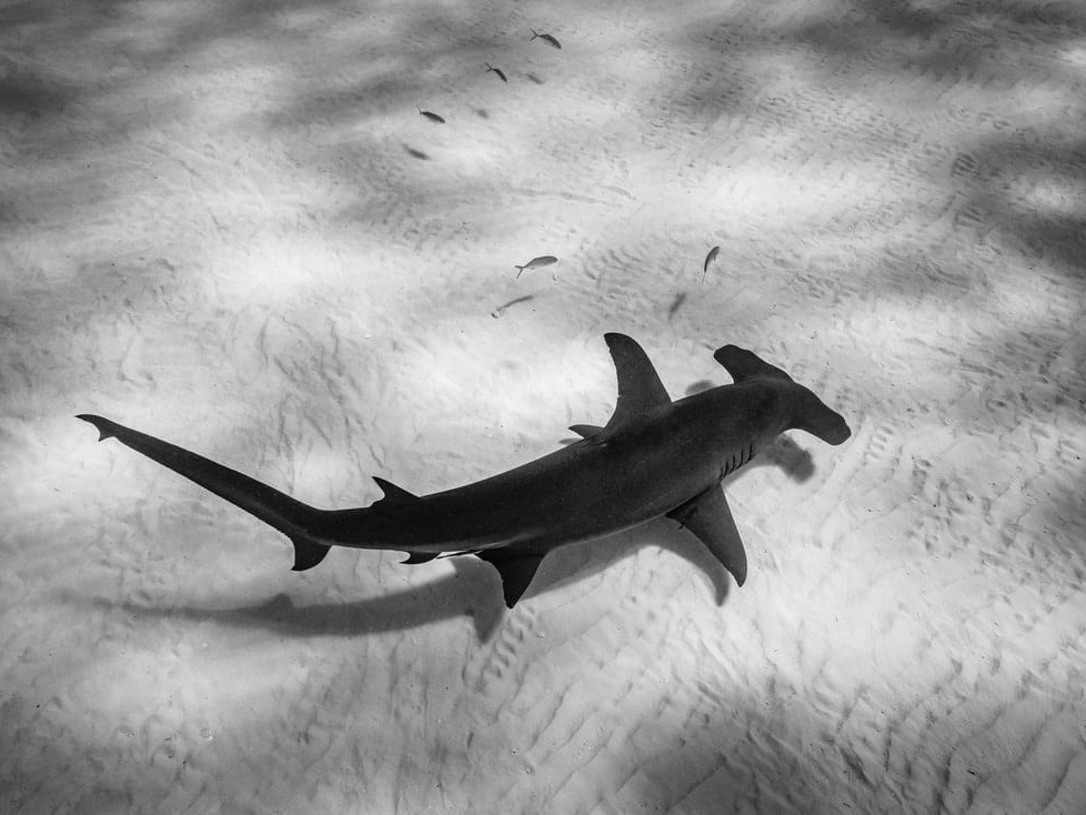 Cristina_Mittermeier_Hammertime_Hilton_Asmus_Contemporary