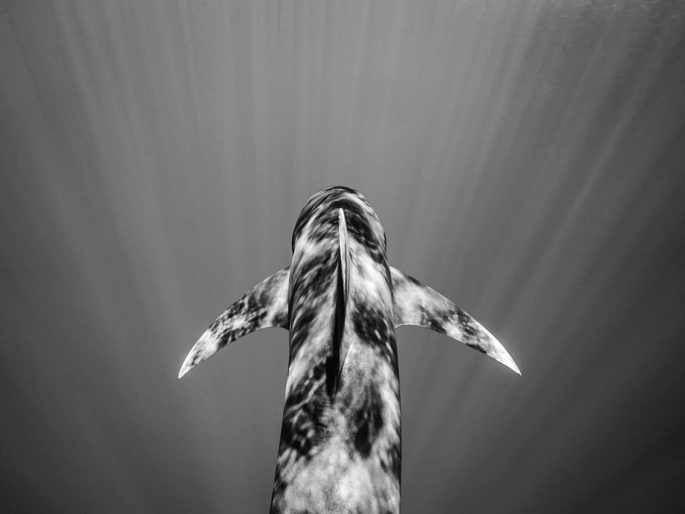 Cristina_Mittermeier_Into_the_Light_Hilton_Asmus_Contemporary