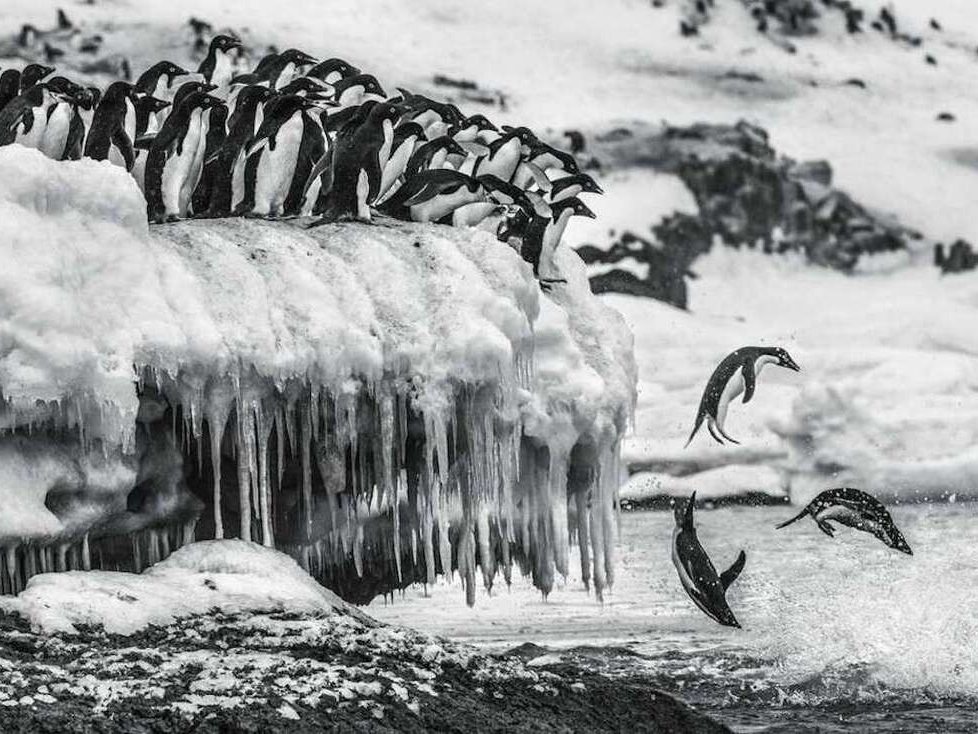 Cristina_Mittermeier_Leap_of_Faith_Hilton_Asmus_Contemporary