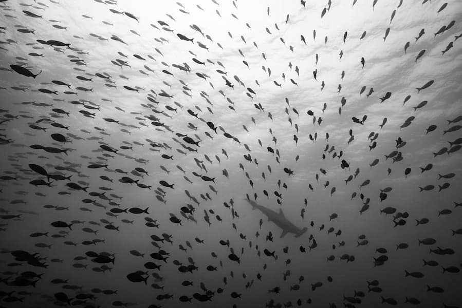 Murmuration in Waves