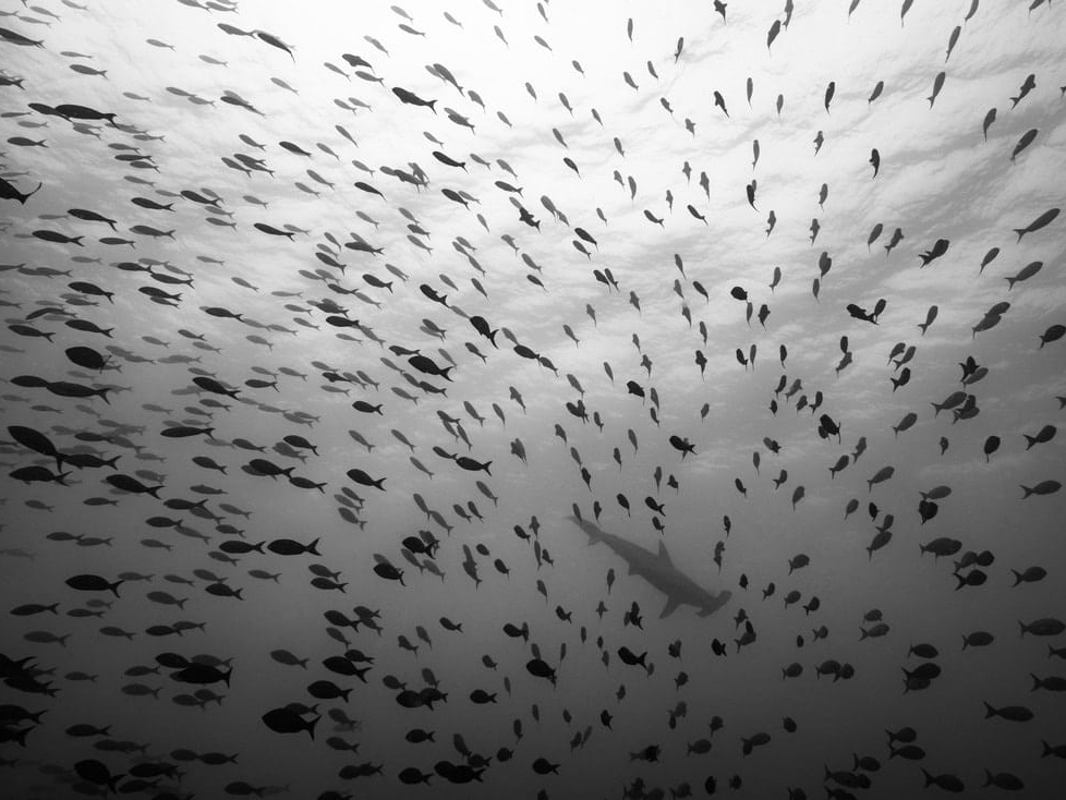 Cristina_Mittermeier_Murmuration_in_Waves_Hilton_Asmus_Contemporary