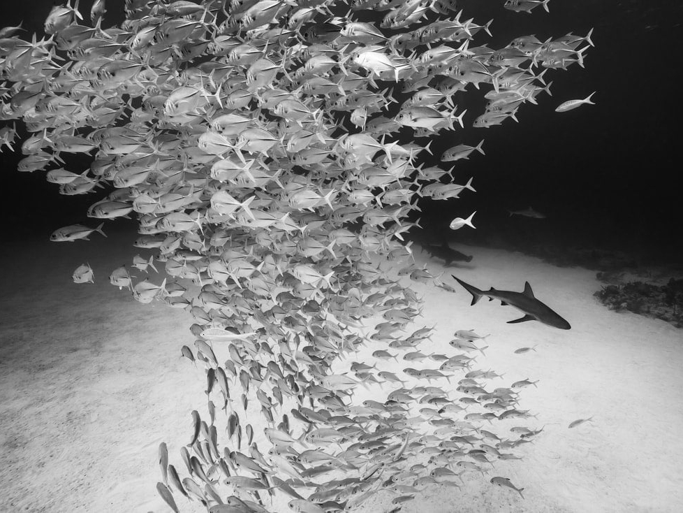 Cristina_Mittermeier_Nowhere_to_Hide_Hilton_Asmus_Contemporary