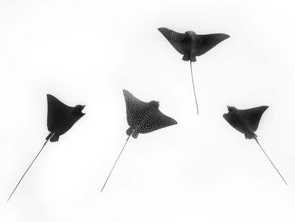 Cristina_Mittermeier_Ocean_Dance_Hilton_Asmus_Contemporary