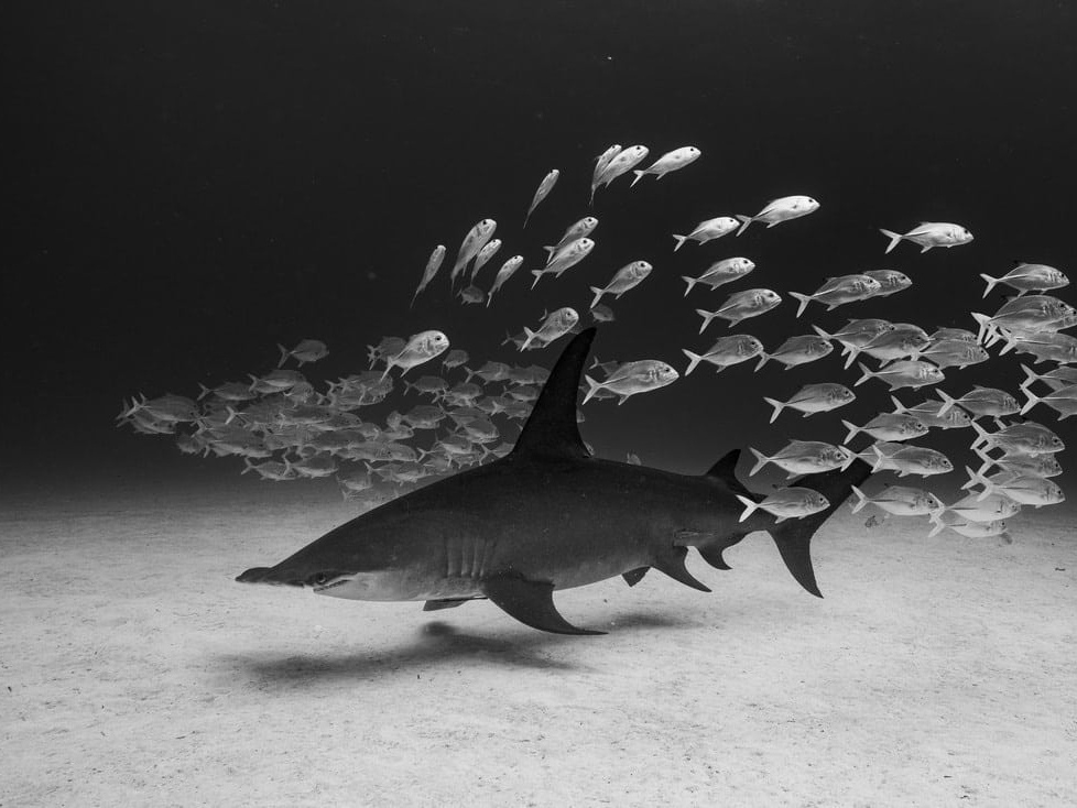 Cristina_Mittermeier_Queen_Hilton_Asmus_Contemporary