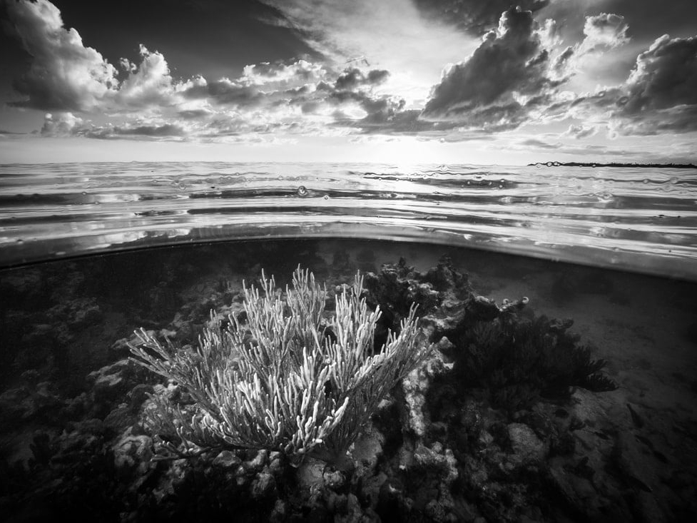 Cristina_Mittermeier_Sea_Garden_Hilton_Asmus_Contemporary