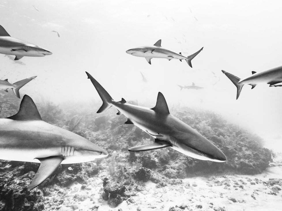 Cristina_Mittermeier_Searching_Hilton_Asmus_Contemporary