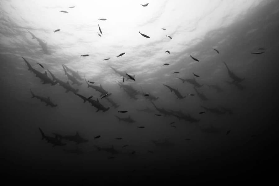Shark Squadron