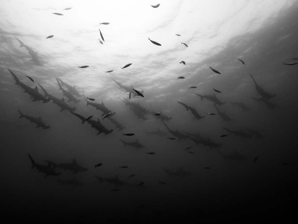 Cristina_Mittermeier_Shark_Squadron_Hilton_Asmus_Contemporary