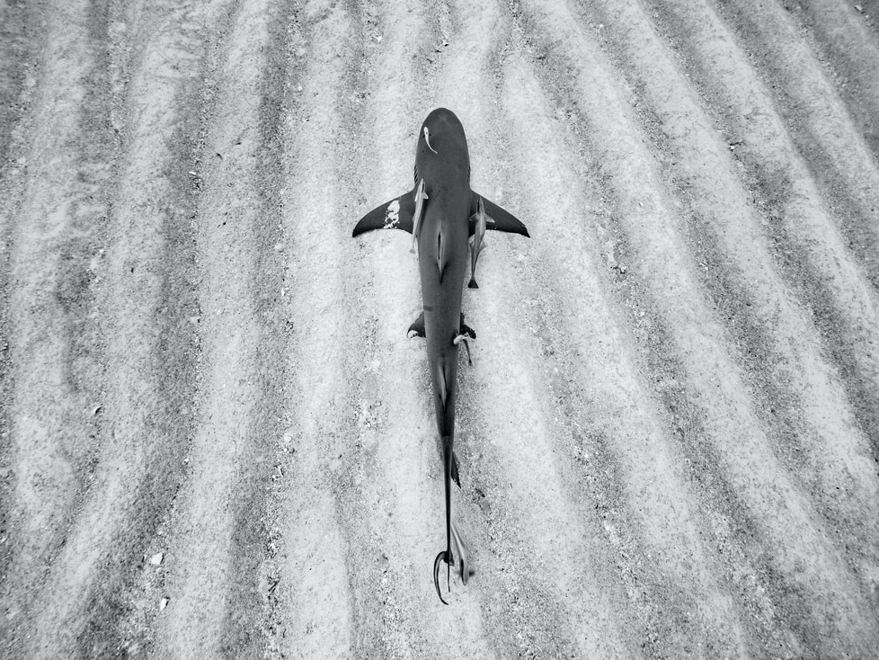 Cristina_Mittermeier_Symbiotic_Hilton_Asmus_Contemporary