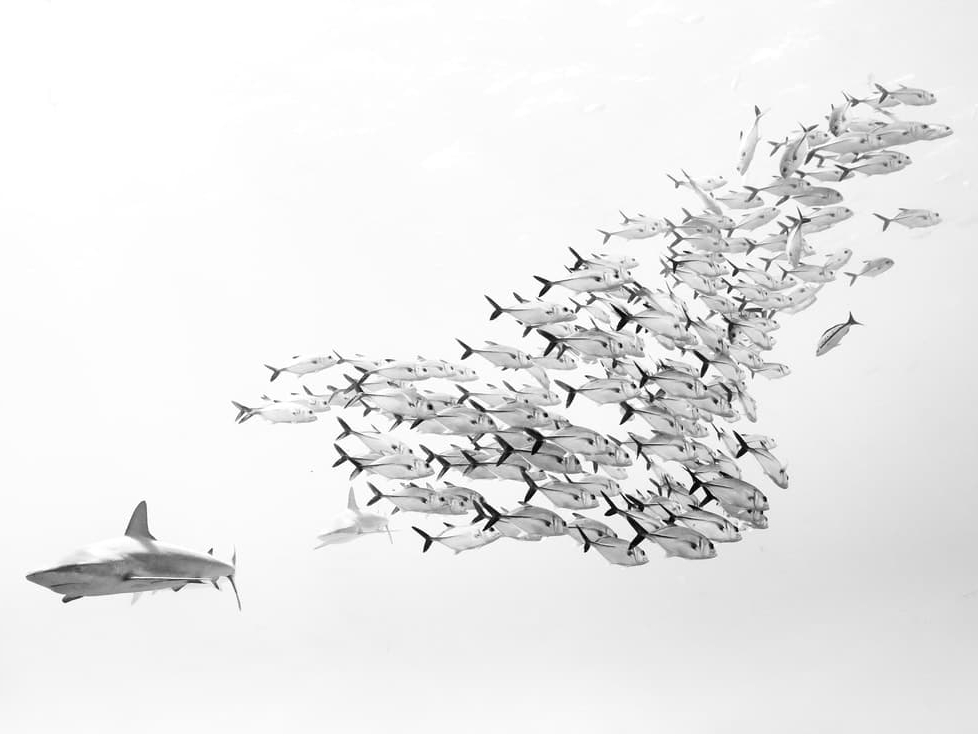 Cristina_Mittermeier_The_School_Hilton_Asmus_Contemporary