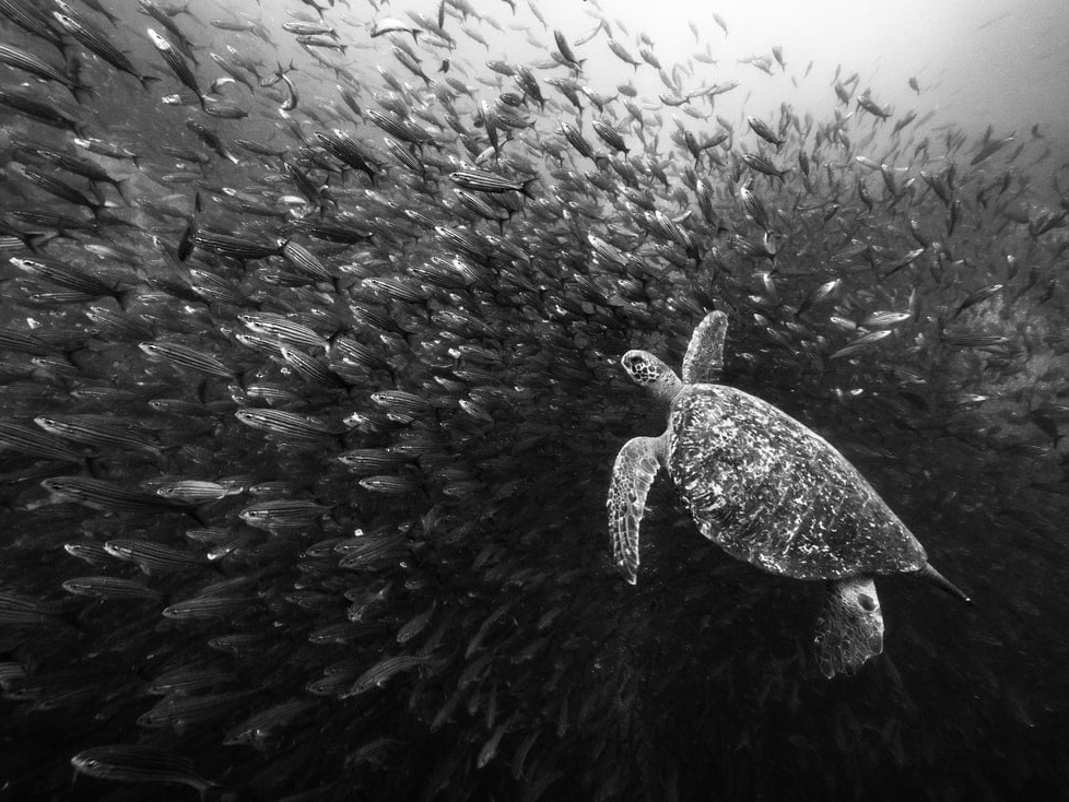 Cristina_Mittermeier_The_Visitor_Hilton_Asmus_Contemporary