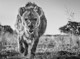 David Yarrow_No_Laughing_Matter_Hilton_Asmus_Contemporary