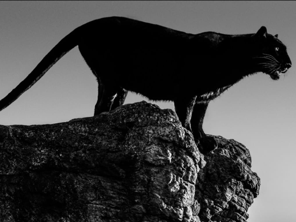 David_Yarrow_Black_Cat_Hilton_Asmus_Contemporary