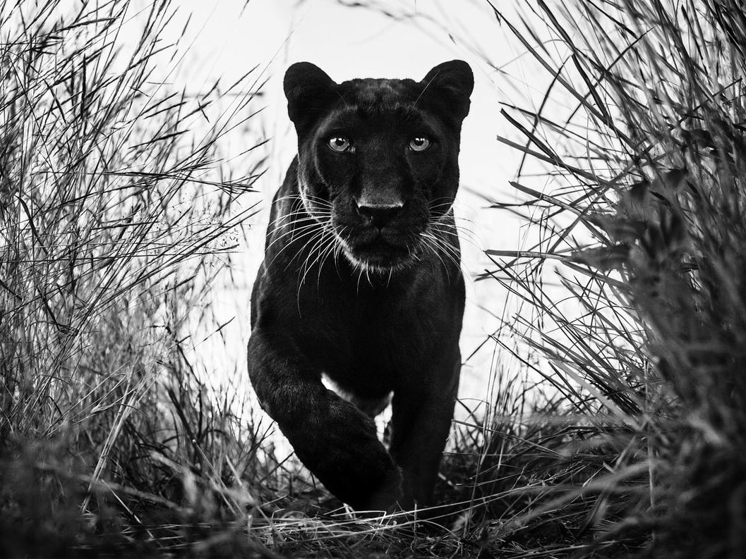 David_Yarrow_Black_Panther_Hilton_Asmus_Contemporary