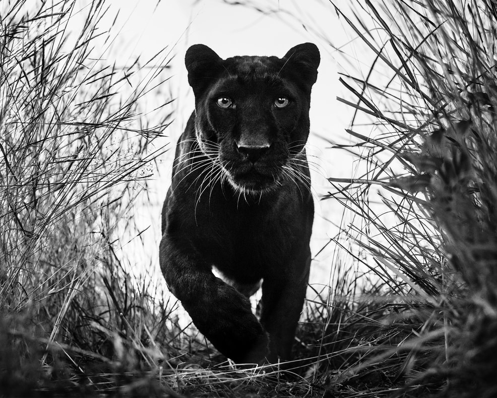 David_Yarrow_Black_Panther_Hilton_Asmus_Contemporary