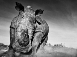 David_Yarrow_Charge_Hilton_Asmus_Contemporary