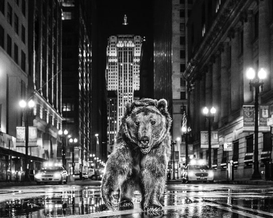 David_Yarrow_Chicago_Bear_Hilton_Asmus_Contemporary