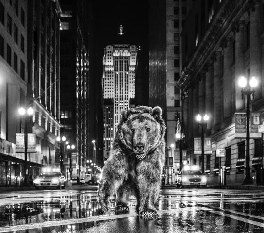 David_Yarrow_Chicago_Bear_Hilton_Asmus_Contemporary