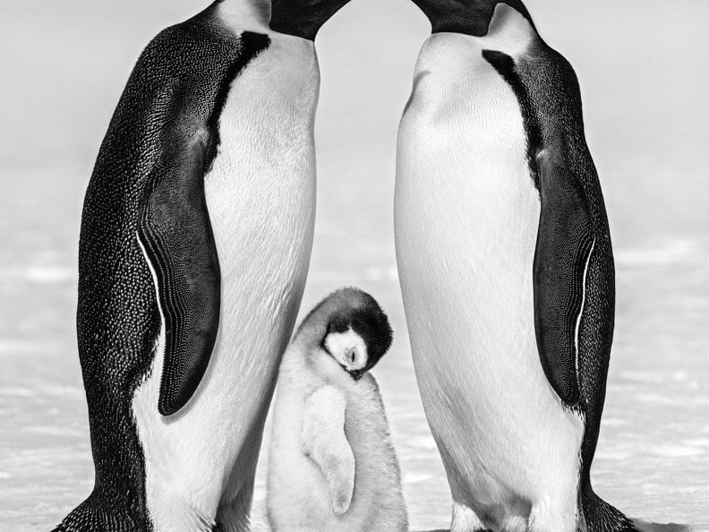 David_Yarrow_Contentment_II_Hilton_Asmus_Contemporary