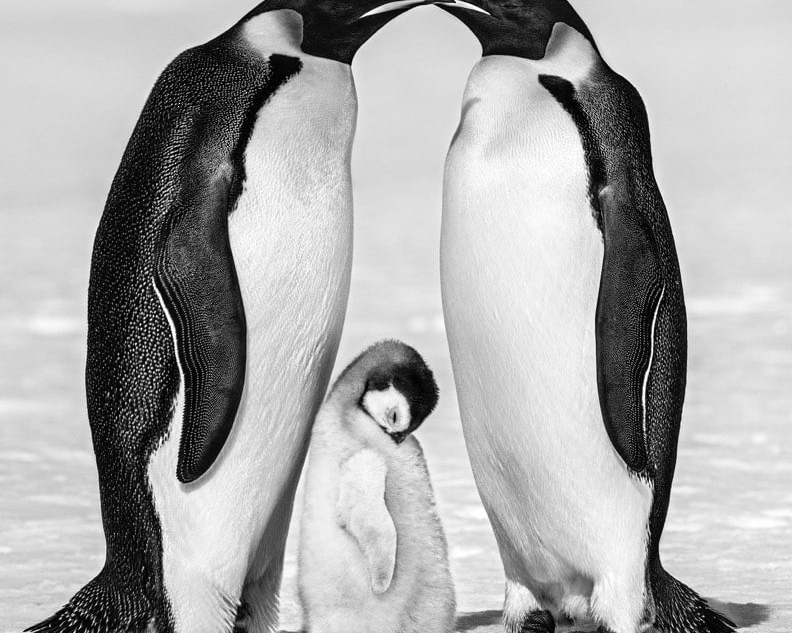 David_Yarrow_Contentment_II_Hilton_Asmus_Contemporary