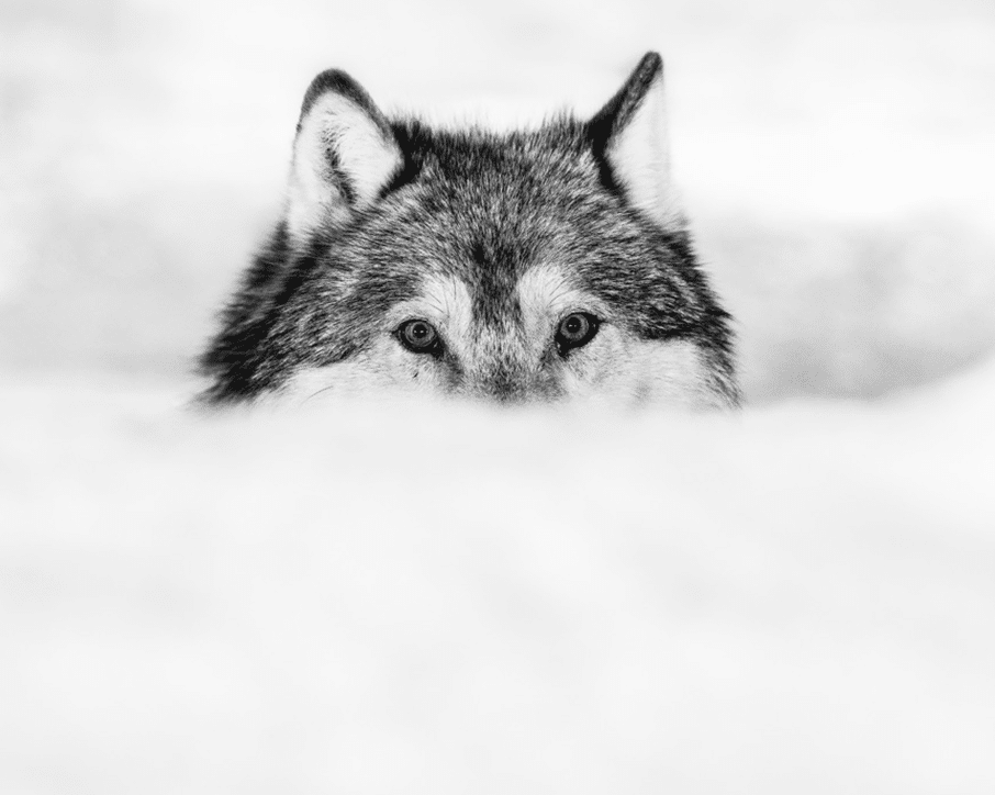 David_Yarrow_Encroachment_Hilton_Asmus_Contemporary