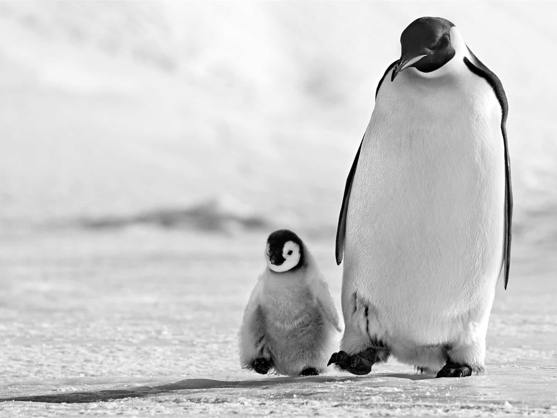 David_Yarrow_Father_and_Son_Hilton_Asmus_Contemporary
