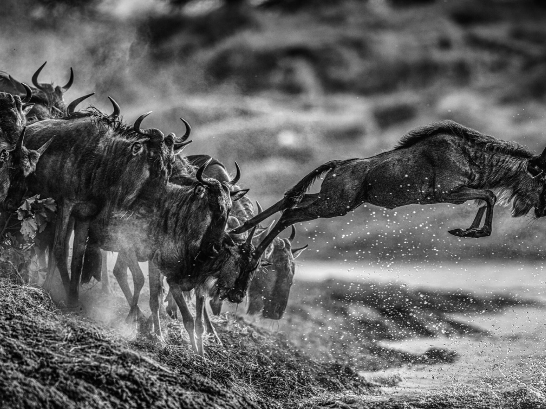 David_Yarrow_Follow_the_Leader_Hilton_Asmus_Contemporary