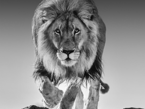 David_Yarrow_Genesis_Hilton_Asmus_Contemporary