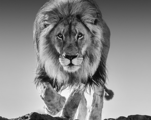 David_Yarrow_Genesis_Hilton_Asmus_Contemporary