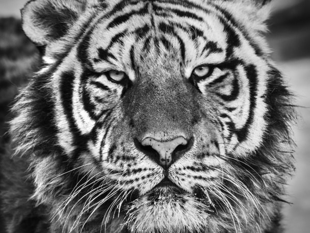 David_Yarrow_Harbin_Hilton_Asmus_Contemporary