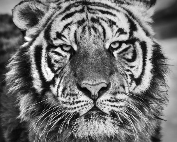 David_Yarrow_Harbin_Hilton_Asmus_Contemporary