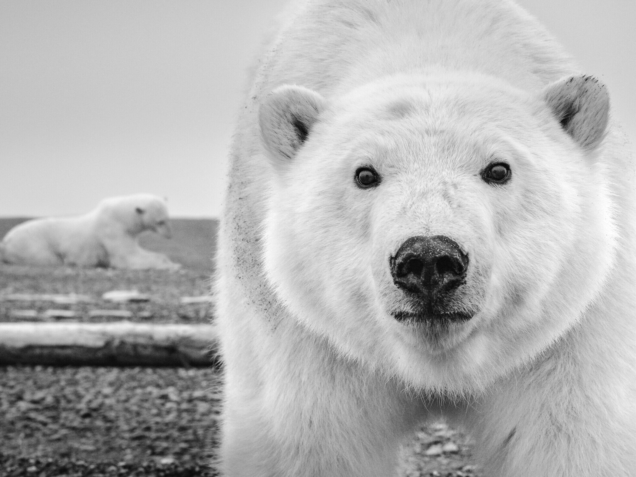 Hello (B&W) | David Yarrow