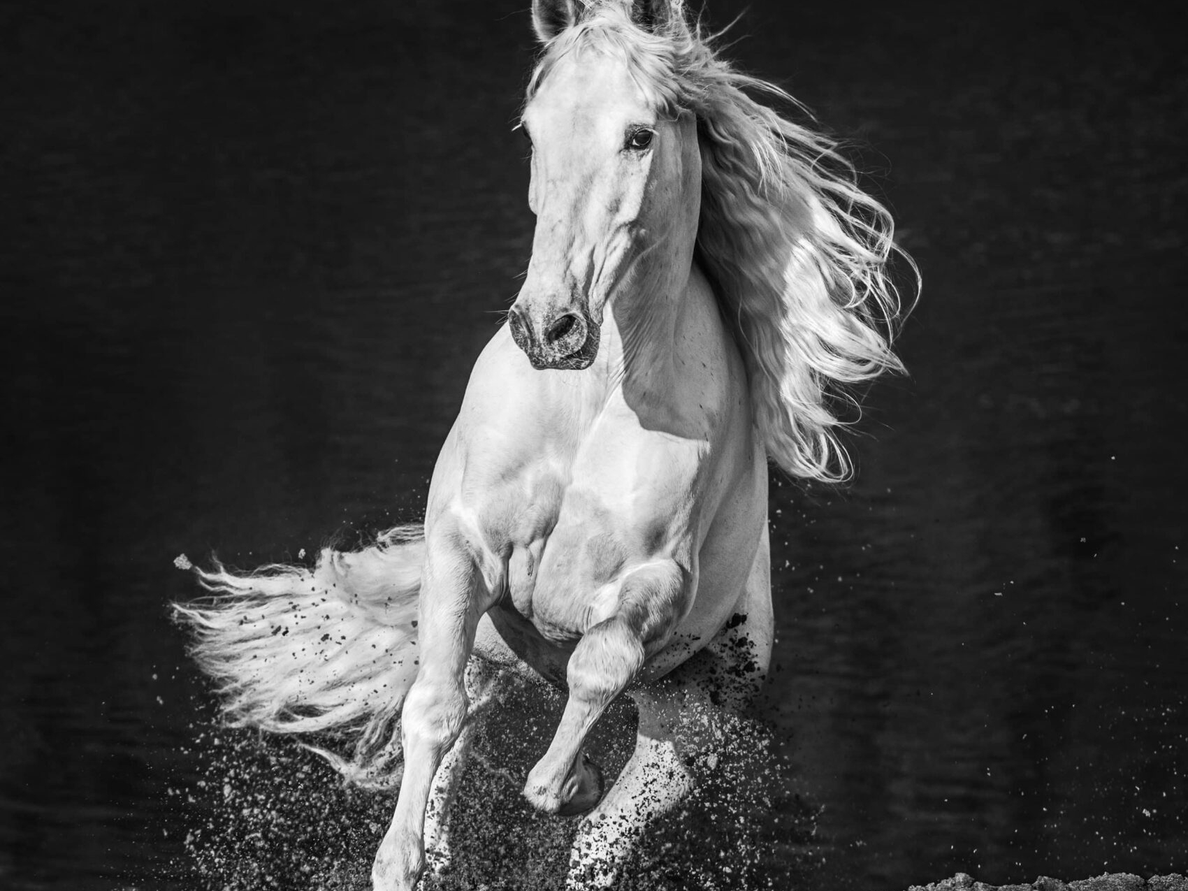 David_Yarrow_Horsepower_Hilton_Asmus_Contemporary