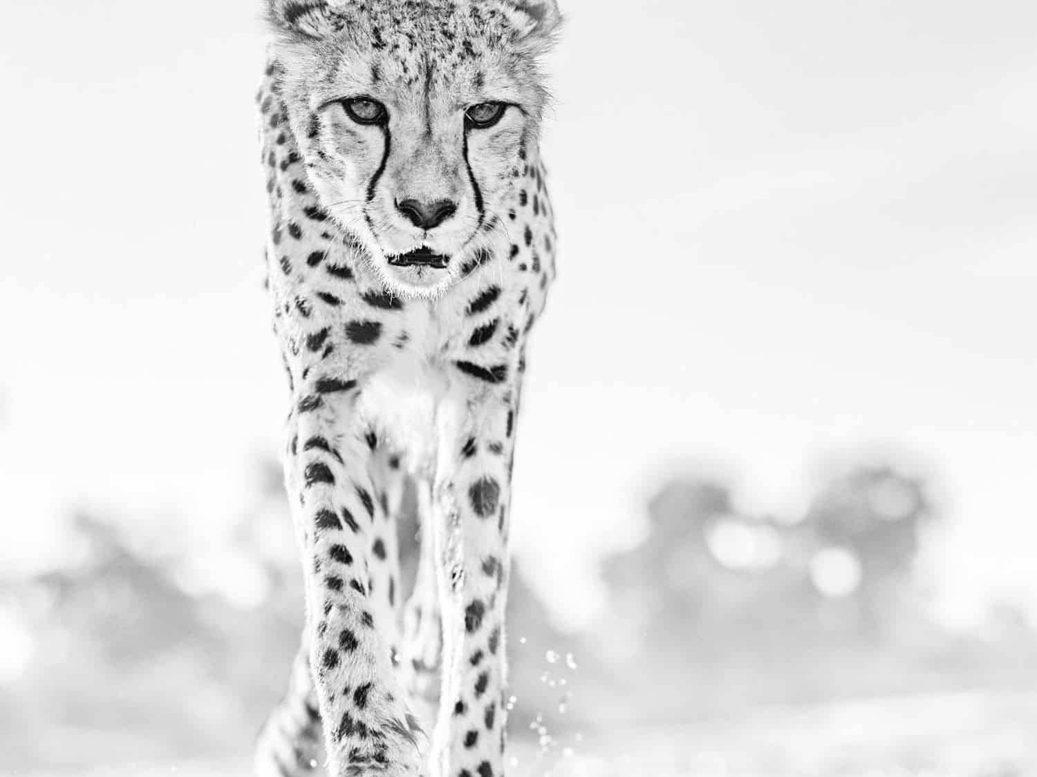 David_Yarrow_Hot_Legs_Hilton_Asmus_Contemporary