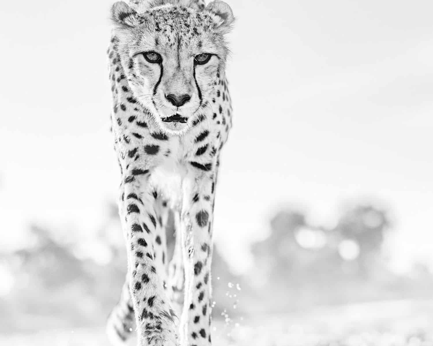 David_Yarrow_Hot_Legs_Hilton_Asmus_Contemporary