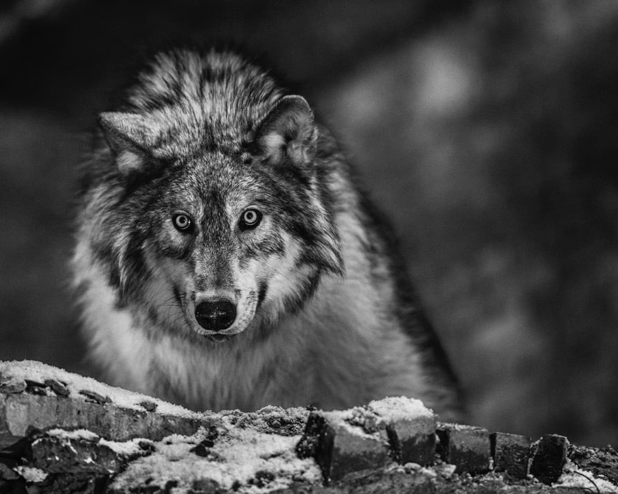 David_Yarrow_I_Am_Pure_Alpha_Hilton_Asmus_Contemporary