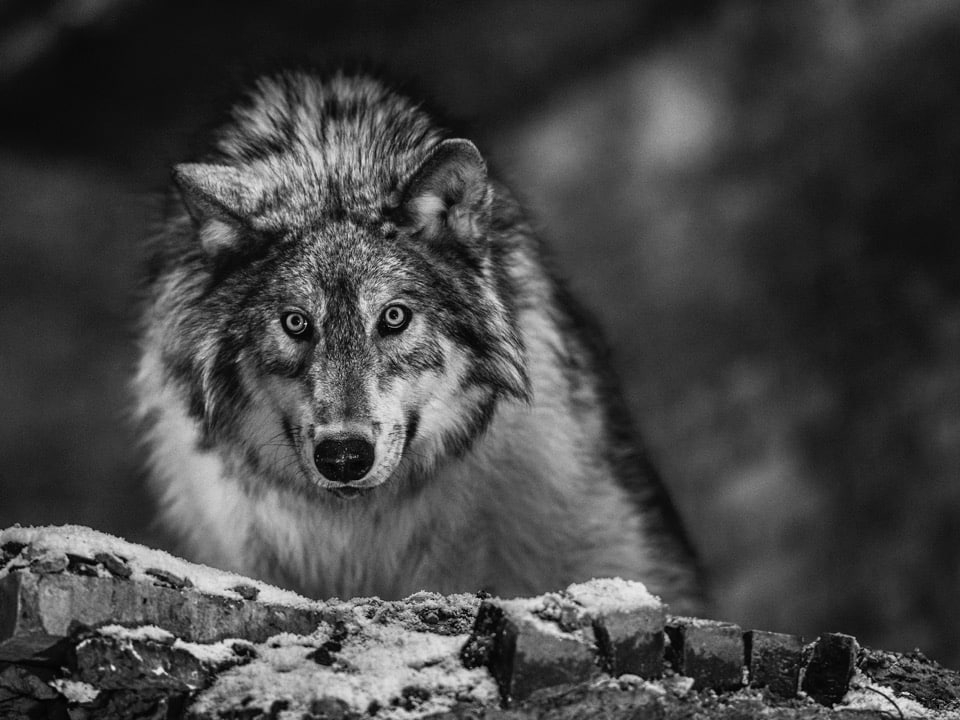 David_Yarrow_I_Am_Pure_Alpha_Hilton_Asmus_Contemporary